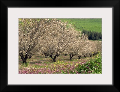 Winter flowers and almond trees in blossom in Lower Galilee, Israel, Middle East
