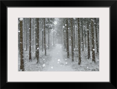 Winter landscape, Black Forest, Baden-Wurttemberg, Germany