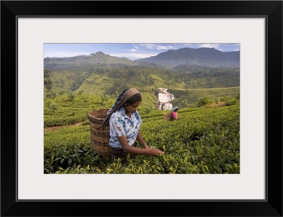 Women tea pickers, Tea Hills, Hill Country, Nuwara Eliya, Sri Lanka, Asia