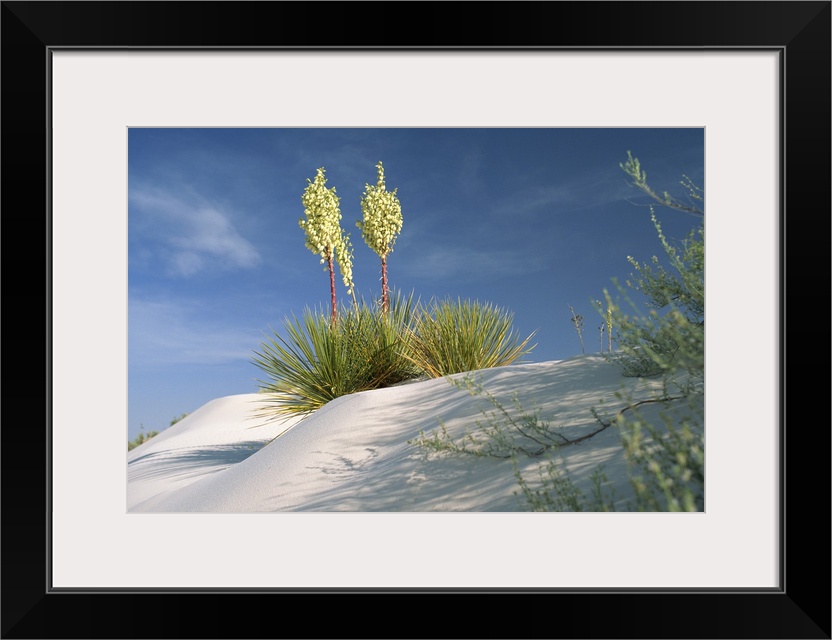 Yucca bloom in Gypsum dunes, White Sands National Monument, New Mexico, USA