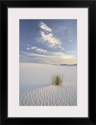 Yucca growing in rippled sand, White Sands National Monument, New Mexico