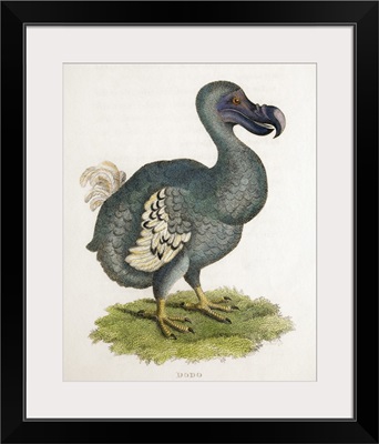 1809 The Dodo Illustration In George Shaw