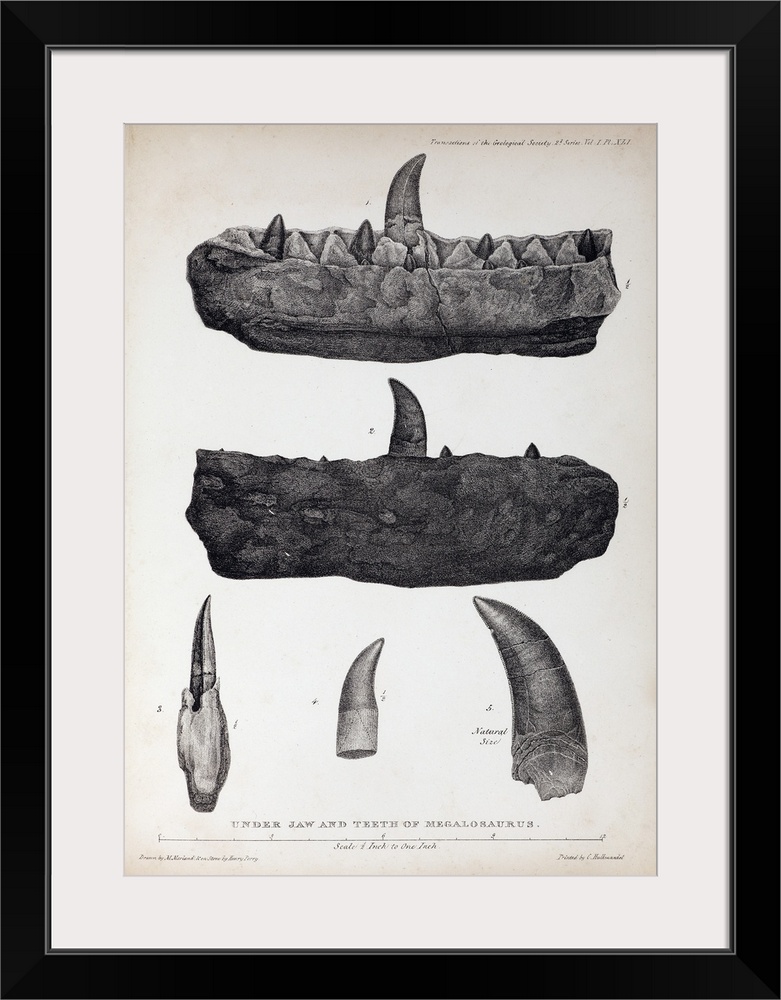 1824 Quarto Plate XLI of Megalosaurus jaw and teeth drawn by Mary Moreland, from William Buckland's \Notice on the Megalos...