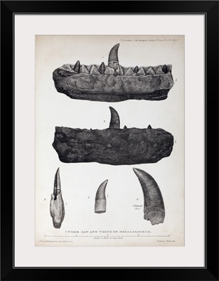 1824 Buckland's Megalosaurus jaw teeth