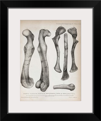 1824 Buckland's Megalosaurus limb bones