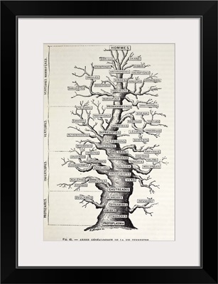 1886 French copy Haeckel 'tree of life'