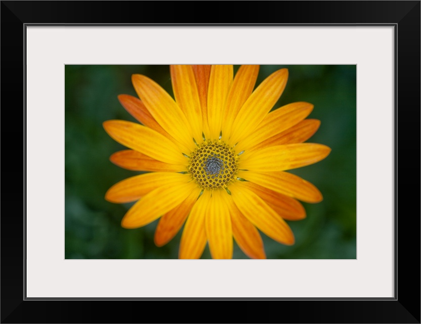 African daisy flower (Osteospermum sp.).