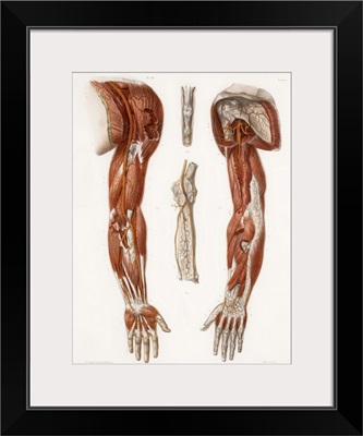 Arm anatomy, historical artwork