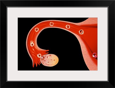 Artwork of human fertilisation and implantation