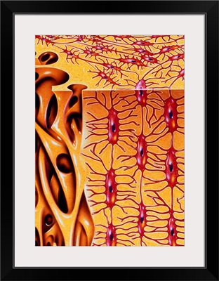 Artwork of microstructure of human bone