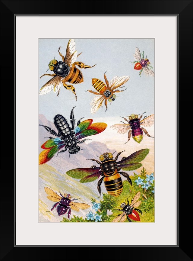 Bees. Historical chromolithograph artwork of exotic bees. Clockwise from upper left are: Centris flavopicta, Oxaea flavesc...