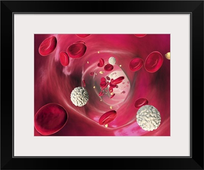 Blood cells in blood vessel, artwork