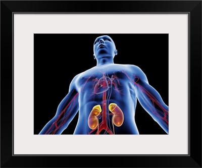Blood vessels and kidneys, artwork