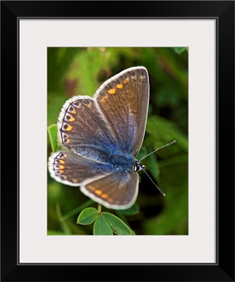 Blue butterfly (Polyommatus icarus)