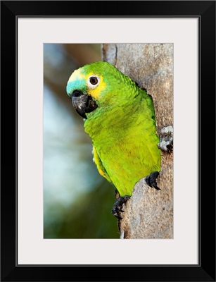 Blue-fronted parrot