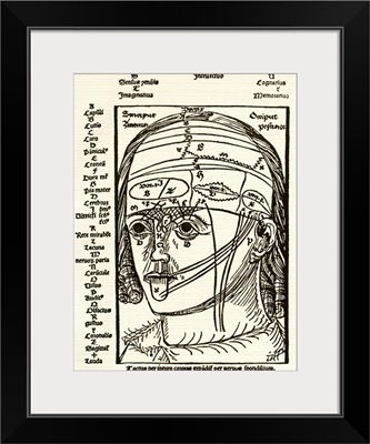 Brain anatomy, 16th century diagram