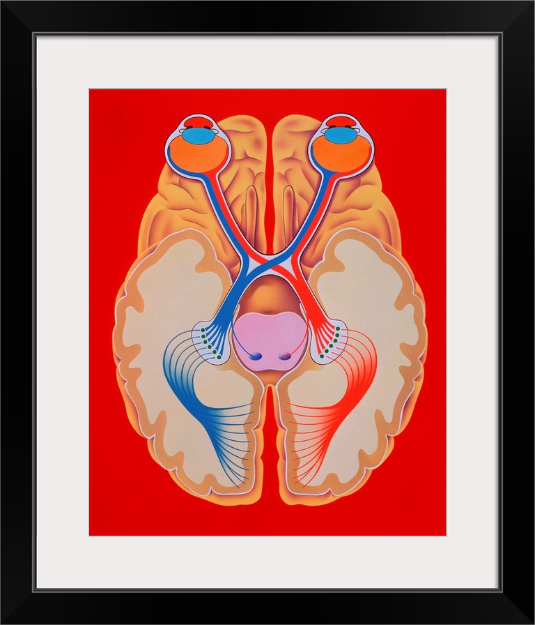 Illustration of visual pathways from the retina of the eye to the brain cortex (seen from below). At the back of each eye ...