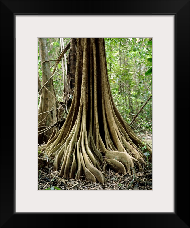 Buttress roots on an unidentified tree in the Nariva freshwater swamp, Trinidad. The roots arise from the trunk above soil...