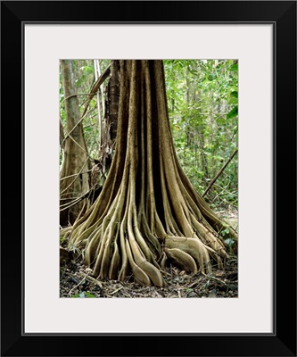 Buttress roots on a tree in swamp