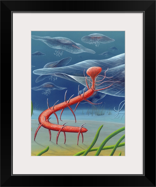 Cambrian invertebrate. Artwork of a Hallucigenia fortis invertebrate (red) and jellyfish swimming in an ancient sea during...