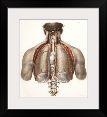 Chest Anatomy, 19th Century Illustration