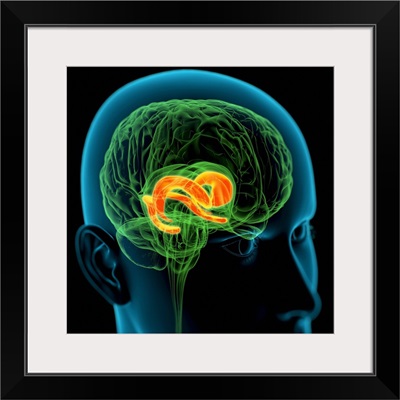 Cingulate gyrus in the brain, artwork