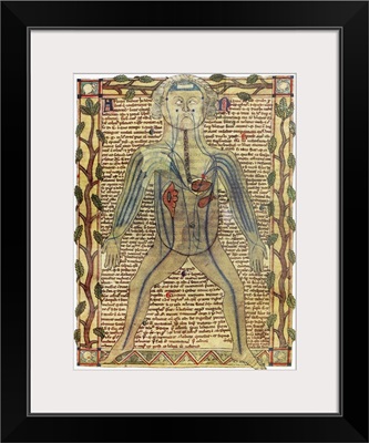 Circulatory system, 17th century