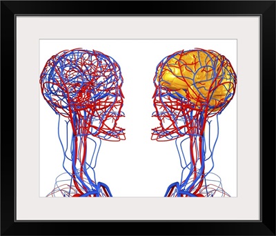 Circulatory system and brain, artwork