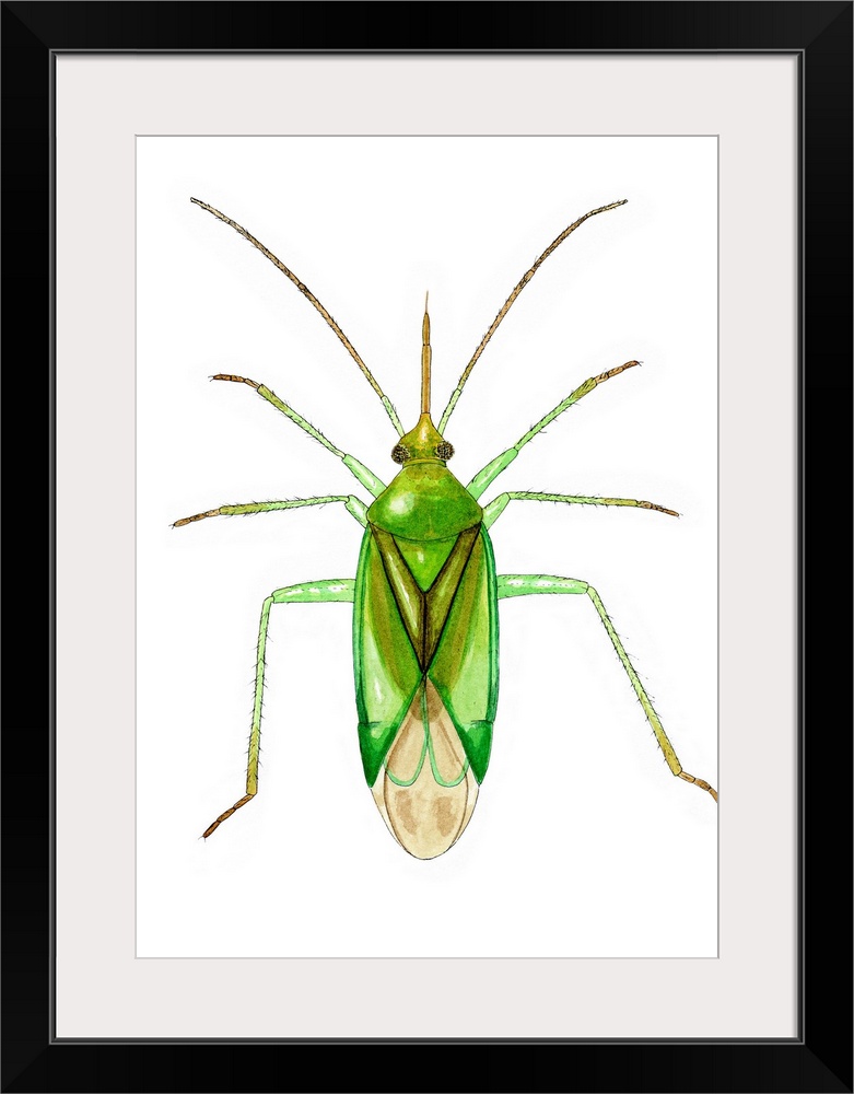 Common green capsid bug (Lygocoris pabulinus), artwork. This species of plant bug measures between 5.6-6.0mm long. Its bri...