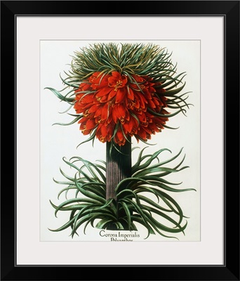 Crown imperial plant