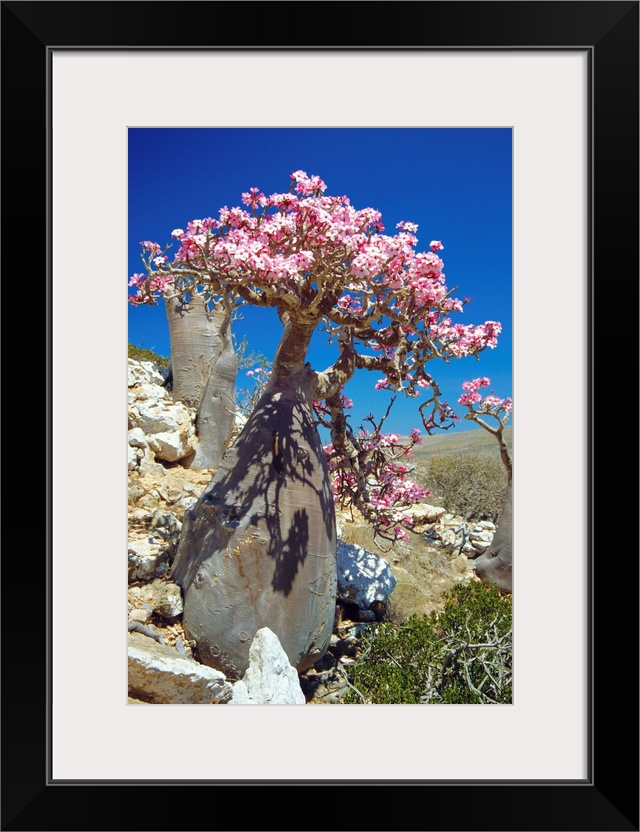 Desert rose tree (Adenium obesum sokotranum) in a rocky landscape. This subspecies of the desert rose is endemic to the So...