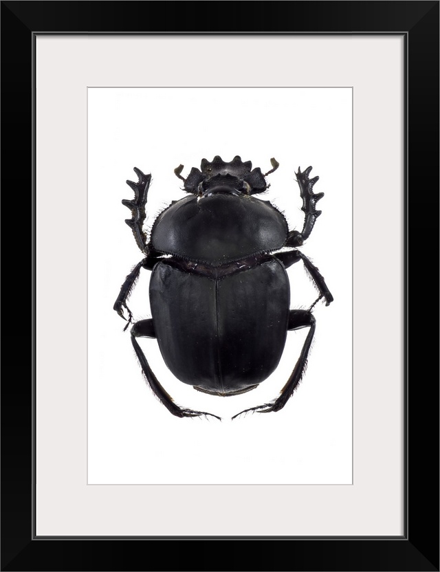 Dung beetle (Scarabaeus sacer), a species of scarab beetle. This is a true dung beetle, which feeds exclusively on faeces.