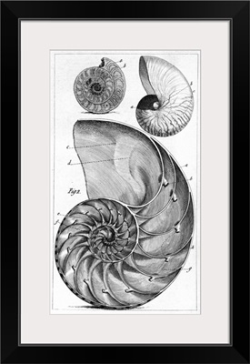 Engraving of a nautilus and an ammonite