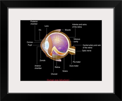 Eye anatomy,artwork