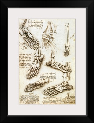 Foot anatomy by Leonardo da Vinci