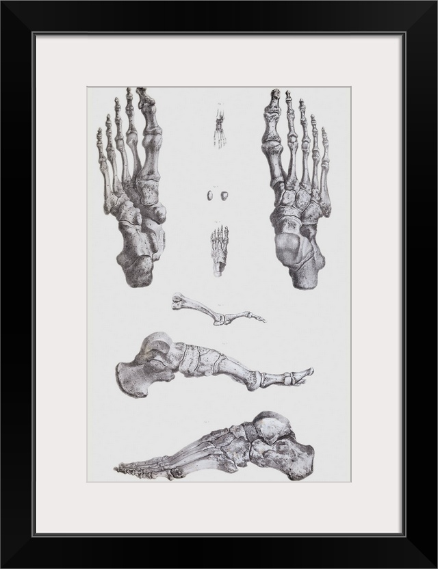 Foot bones. Historical anatomical artwork of the bones of the human foot. At upper right is the upper surface of a right-h...