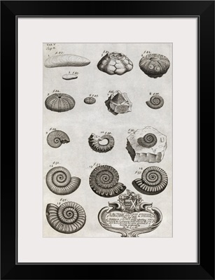 Fossils, 18th century artwork