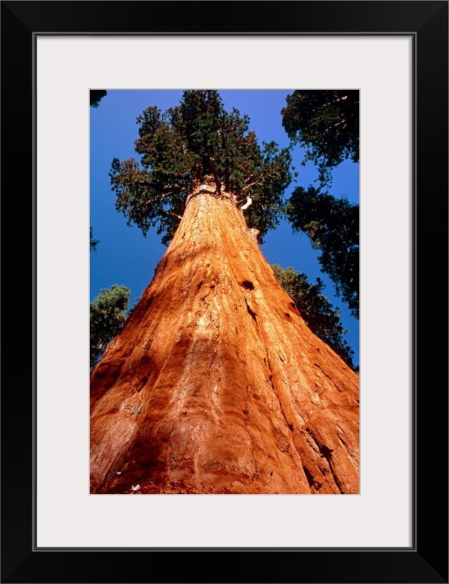 Giant Sequoia. Wide-angle view along the trunk of 'General Sherman', officially the largest Giant Sequoia tree. The Giant ...