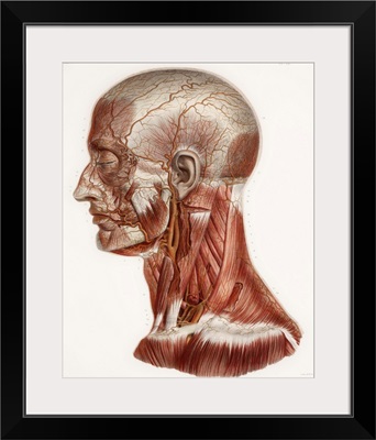 Head and neck anatomy, historical artwork
