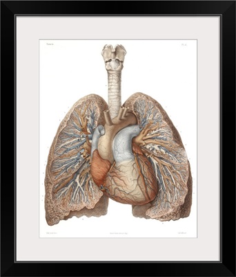 Heart And Lungs, Historical Illustration