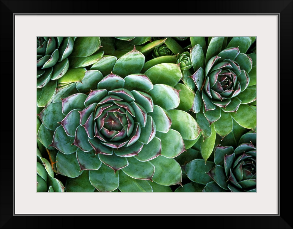 Hens and chicks plants. Succulent plants known as \hens and chicks\ (Sempervivum sp. ). These plants are hardy evergreens ...