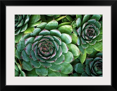 'Hens and chicks' succulents
