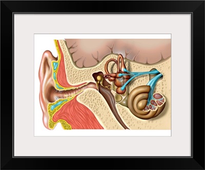 Human ear anatomy