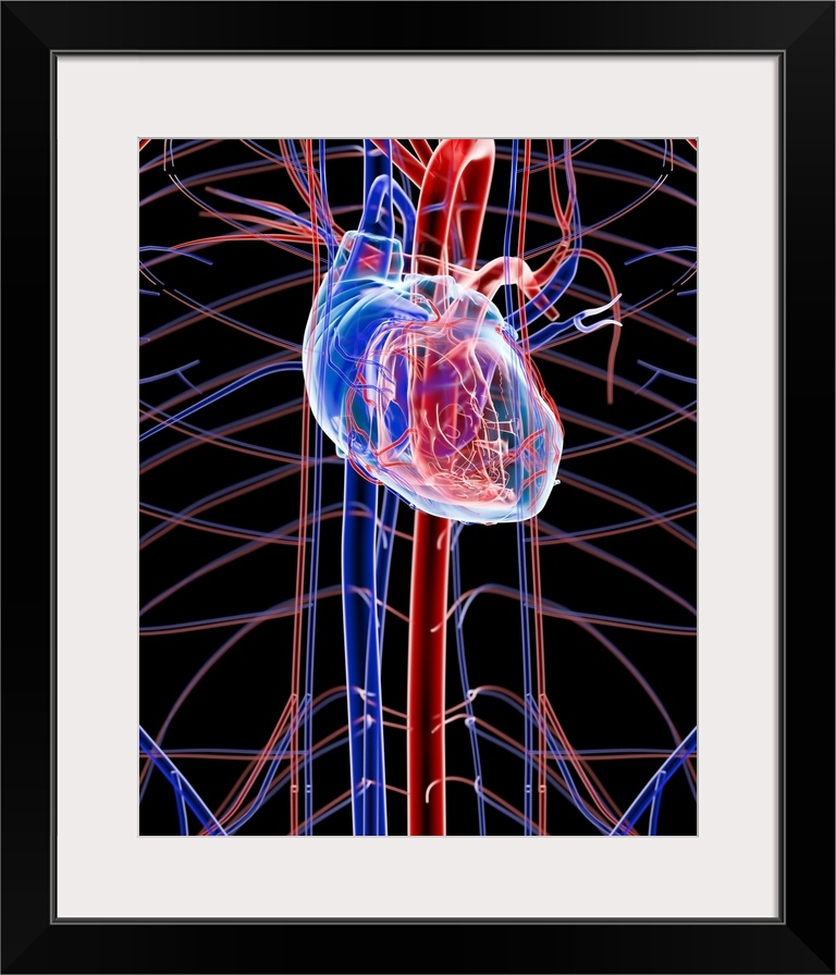 Human heart, computer artwork.