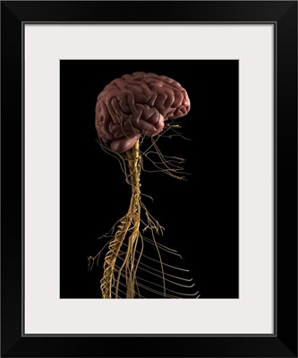 Human nervous system, artwork