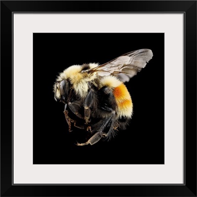 Hunt's Bumblebee