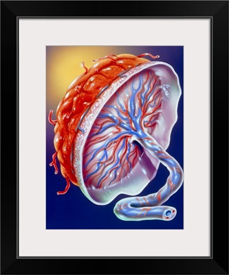 Illustration of the human placenta