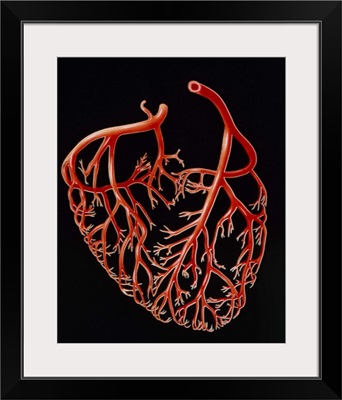 Illustration showing the major coronary arteries