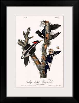 Ivory-billed woodpeckers, artwork