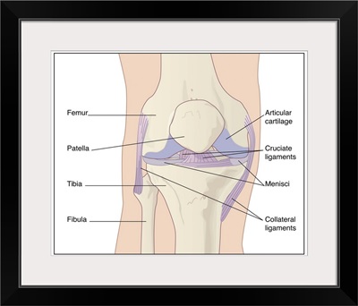 Knee joint anatomy, artwork